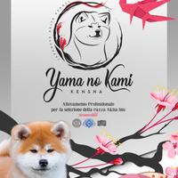 Akita inu selezionati