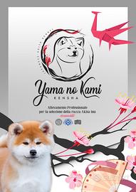 Akita inu selezionati