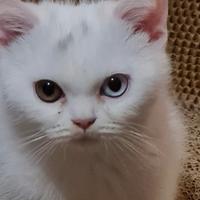 Gatto british shorthair bianco