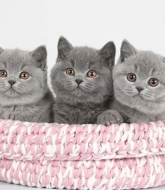 British shorthair - pagamento agevolato