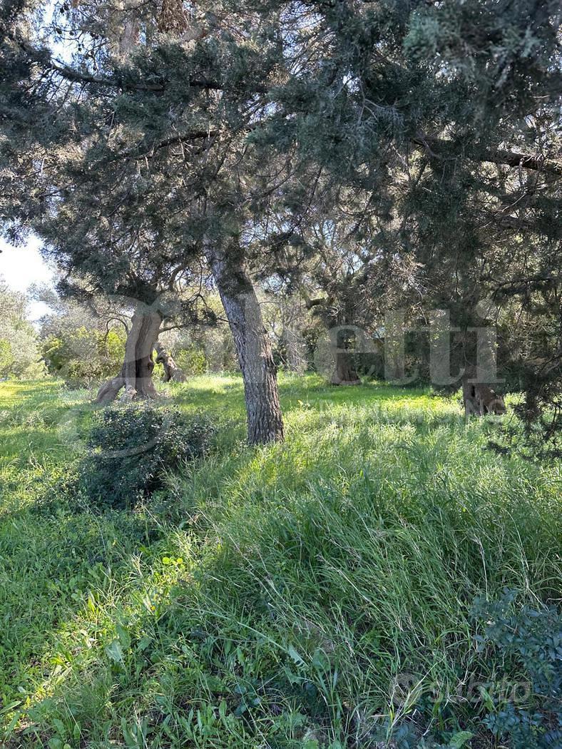 Terreno Agricolo Ostuni [Cod. rif 3299889VCG] - Vista 2