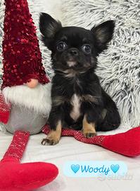 Chihuahua pelo lungo piccolissimo maschio