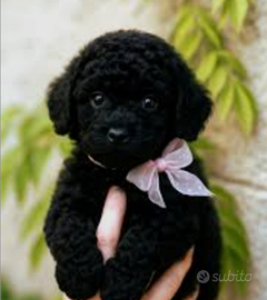 Barboncini Nani Neri