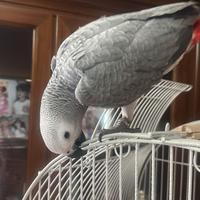 Pappagallo cenerino