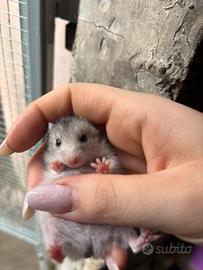 Cuccioli criceto dorato