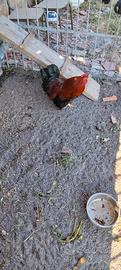 Galli marans originale