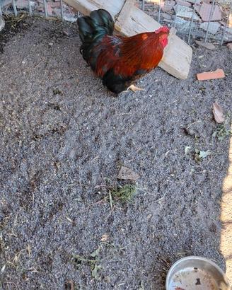 Galli marans originale