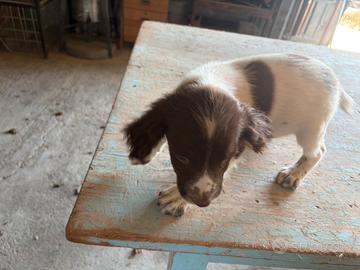 Springer Spaniel Femmina