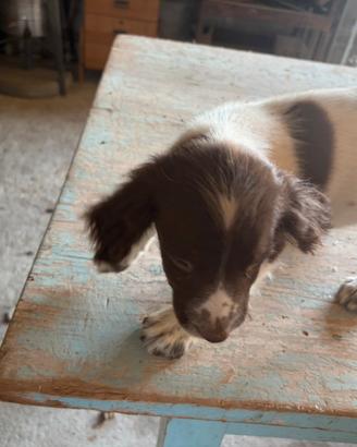 Springer Spaniel Femmina