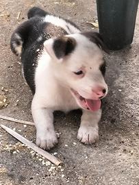 Cuccioli Jack Russell