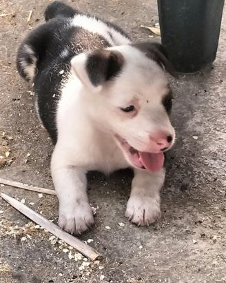 Cuccioli Jack Russell