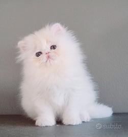 Cucciolo di gatti persiani ad alta genealogia