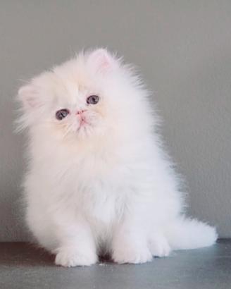 Cucciolo di gatti persiani ad alta genealogia