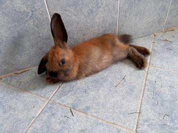 Coniglio ariete nano