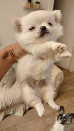 Cuccioli chihuahua