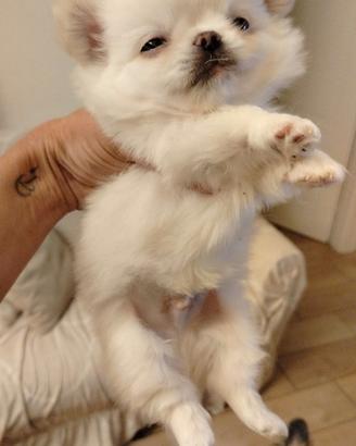 Cuccioli chihuahua