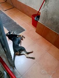 Cucciola di cane