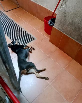 Cucciola di cane