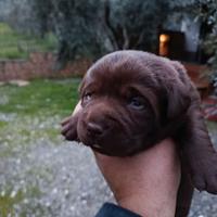 Cucciole di Labrador retriever chocolate o nero