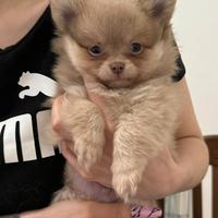 Chihuahua toy pelo lungo