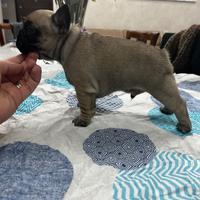 Bulldog francese