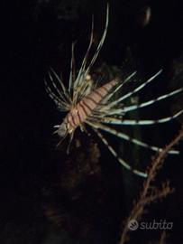 Pesci acquario marino