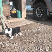 Ultimo cucciolo da adottare