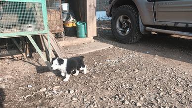 Ultimo cucciolo da adottare