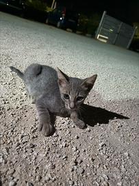 Cucciolo di gattino