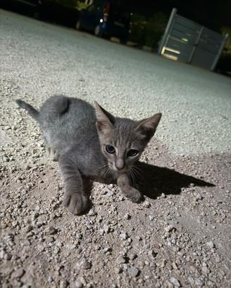 Cucciolo di gattino