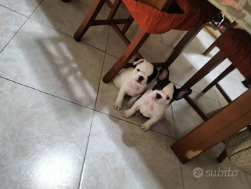 Cuccioli Bulldog francese