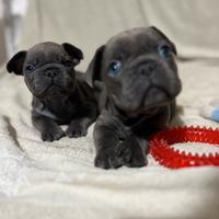 Bulldog francese blu