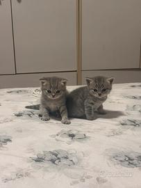 Cuccioli gattini scottish
