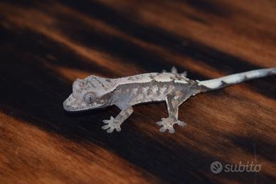 Gechi Ciliatus