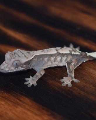 Gechi Ciliatus