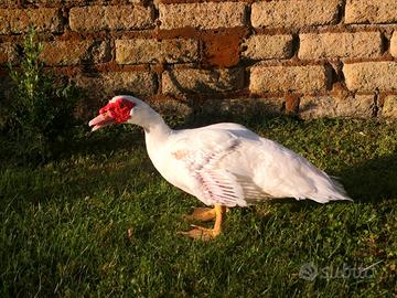 Anatra maschio Muschiata Albina