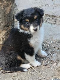 Cucciola australian shepherd 