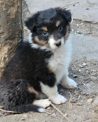 Cucciola australian shepherd 