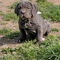 Mastino napoletano