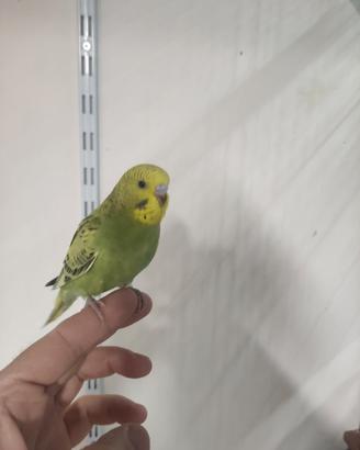 Cocorite allevati a mano