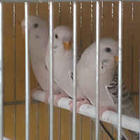 Cocorite novelle clear body