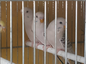 Cocorite novelle clear body