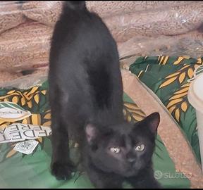 dolcissima gattina nera