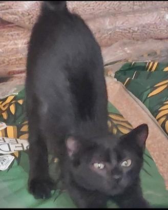 dolcissima gattina nera