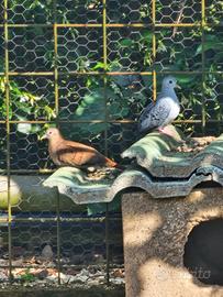 Tortore ornamentali