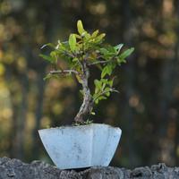 Bonsai Melograno 