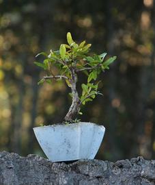 Bonsai Melograno 