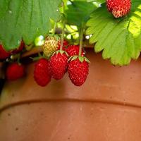 Fragoline di bosco selvatiche abbruzzesi