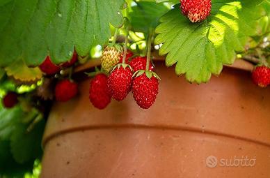 Fragoline di bosco selvatiche abbruzzesi