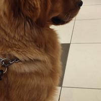 Golden retriever Americano per accoppiamento monta
